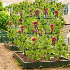 A-Frame Garden Cucumber Trellis with Netting for Climbing Plants Outdoor