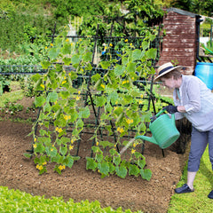 Garden Cucumber Trellis with PE-Coated Frame for Climbing Plants